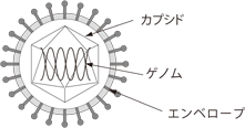 ウィルスの細胞構造