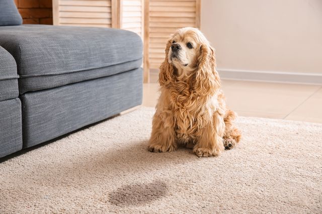 カーペット 臭い取り 犬