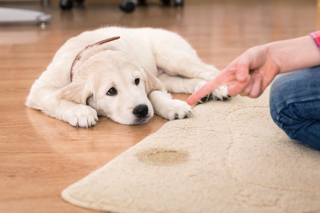 カーペット 臭い取り 犬