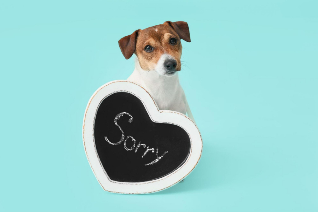 犬と「sorry」と書かれたハート型のプレートの画像