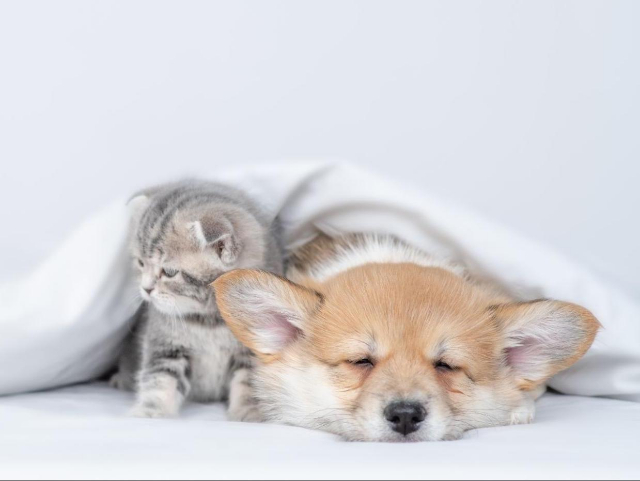 ベッドの上で布団をかけられた子犬と子猫の画像