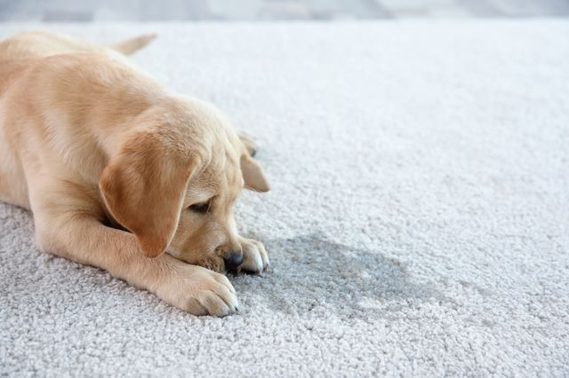 犬の尿の臭いを消す方法