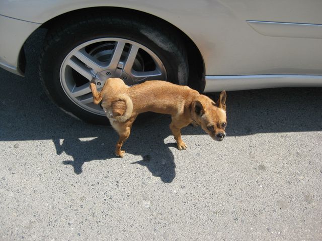 犬 オシっこ フローリング 対策