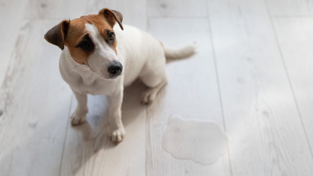 犬 オシっこ フローリング 対策