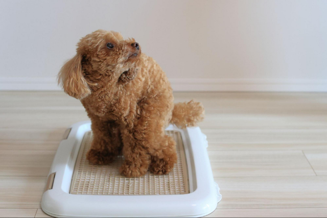 犬　トイレ　掃除