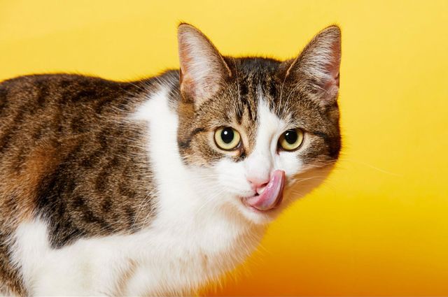 猫を飼っている家　臭い