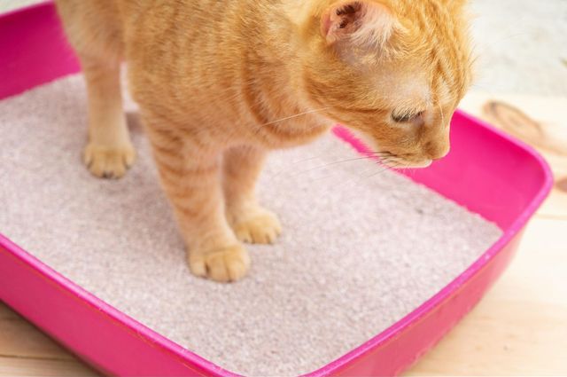 猫を飼っている家　臭い