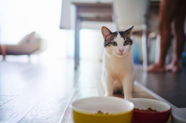 猫を飼っている家　臭い