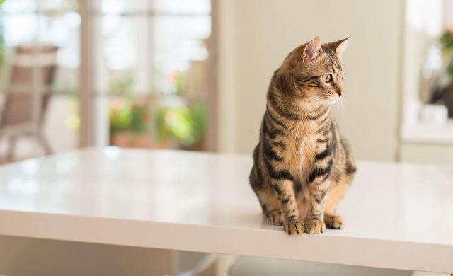 猫を飼っている家　臭い