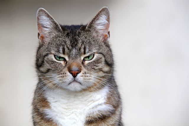 猫を飼っている家　臭い
