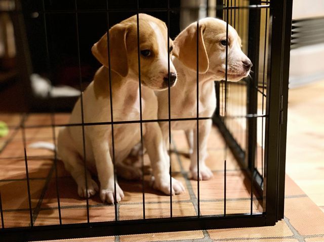 犬の匂いを消す方法