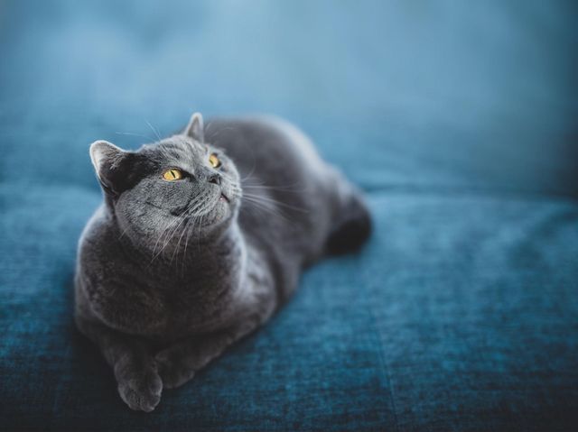 猫のうんち トイレに流す