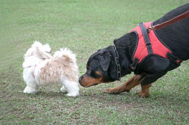 犬の匂いを消す方法