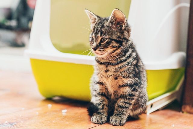 猫のうんち トイレに流す
