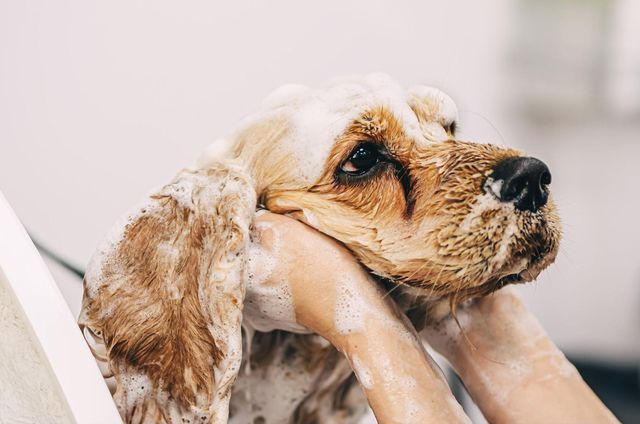 犬の匂いを消す方法