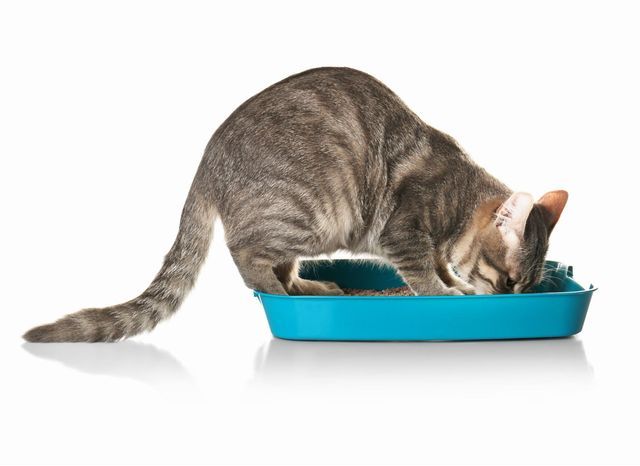 猫のうんち トイレに流す